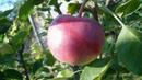 Уикенд идея: Благоевград в сезона на ябълките