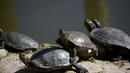Върнаха в природата костенурки от защитен вид
