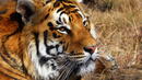 Забраниха туризма в резерватите с тигри в Индия