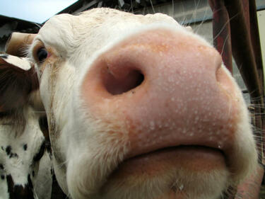 Как си другаруват кравите