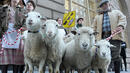 Панагюрище затваря улиците си за овце и кози