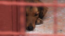 Ден на отворените врати в приюта за кучета в с. Сеславци