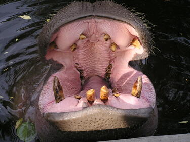 В Китай направиха специална четка за зъби за хипопотами