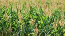 Найденов: Реколтата от царевица ще бъде с 40% по-ниска
