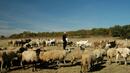 Глутница вълци уби над 60 овце край родопското село Поляна