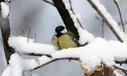 Природозащитници събират семена за храна на птиците през зимата