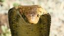 Мъж ухапа смъртоносно кобра – тя му налетяла първа