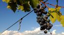 Очакват с 40% по-слаба реколта от грозде в Пловдивско