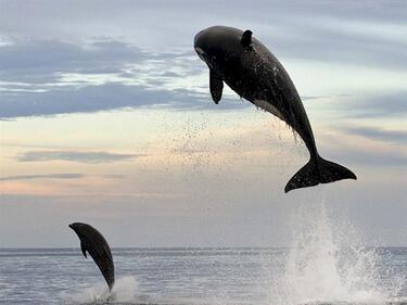 Фарьорските острови - мястото, къде се убиват най-много делфини 