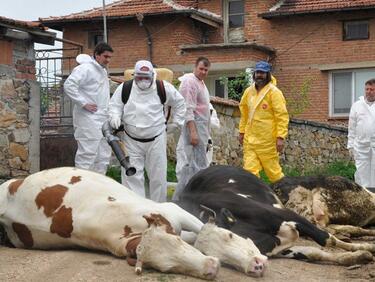 В Димитровградско унищожиха 100 крави, болни от нодуларен дерматит