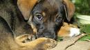 Масова кастрация на кучетата в София