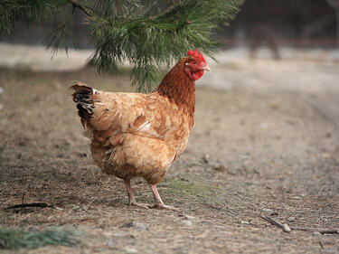 Нови породи кокошки търсят наши зооинженери