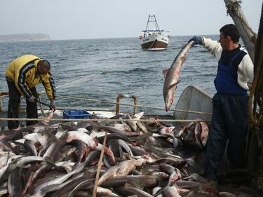 Рибарски проекти получиха близо 1 млн. лв. финансиране