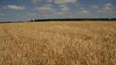 Русия може да удължи срока на забраната за износ на пшеница