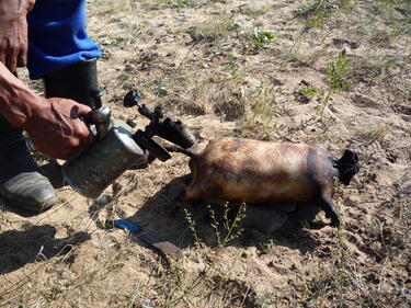 Три деца пострадаха при пърлене на прасе в Казанлък