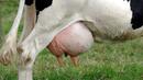 ГМО крава дава мляко като майчиното