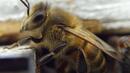 Увеличават автономията на роботите чрез мозъка на пчелите?