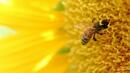Френски пчели правят мед в синьо и зелено
