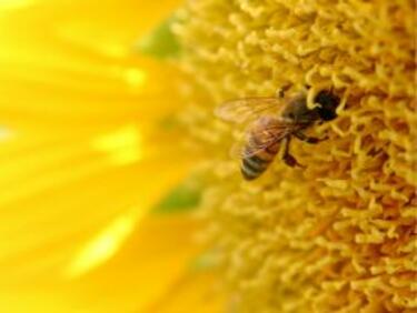 Френски пчели правят мед в синьо и зелено
