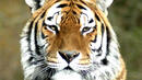 Забраната за туризъм в парковете с тигри в Индия - заплаха за поминъка