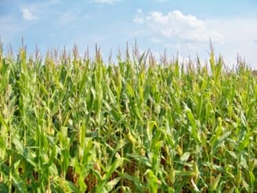 Над 98 хил. тона пшеница са получени в област Силистра