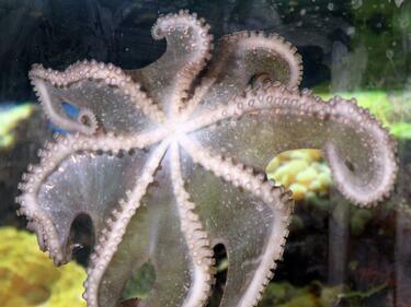 Дадоха име на октоподчето във Варненския аквариум