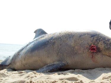 Морето край Бургас изхвърли два мъртви делфина