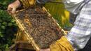 82% от бюджета на пчеларската програма са усвоени