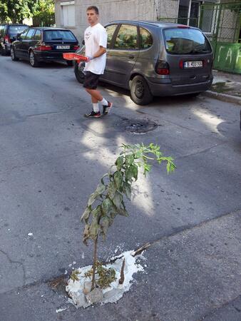 Варненци садят дръвчета в уличните дупки