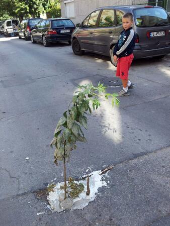 Варненци садят дръвчета в уличните дупки