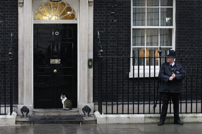 Котешки кеч на Downing Street
