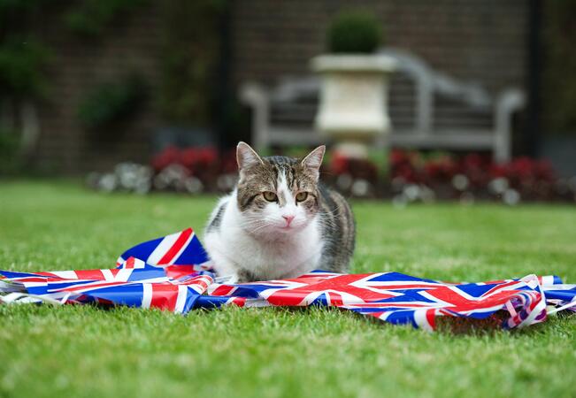 Котешки кеч на Downing Street
