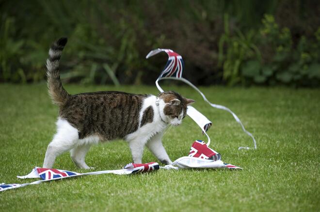 Котешки кеч на Downing Street
