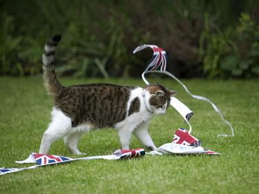 Котешки кеч на Downing Street
