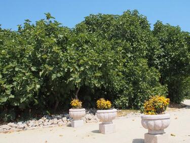 280-годишна смокиня расте край Царево