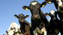 500 крави мистериозно изчезнали в Нова Зеландия