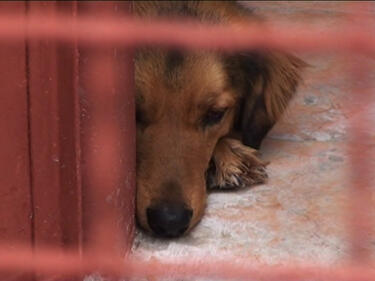 Продължава доставянето на глутници кучета в София