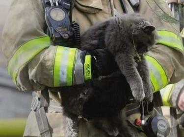 Пожарникари спасиха 17-годишна котка от горяща къща