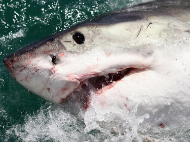 Сърфист разкри любопитен начин за справяне с акули