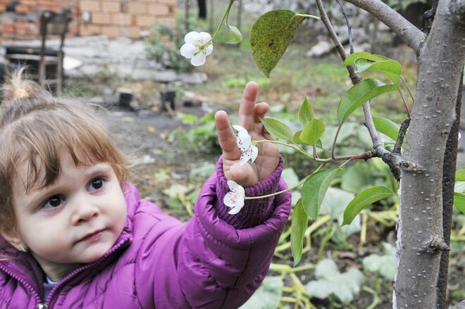 Дръвчета цъфнаха в хасковското село Подкрепа