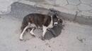 Масово отравяне на кучета в кюстендилско село 