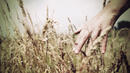 Пшеницата е поскъпнала с 32% за една година