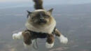 Котки летят в една от най-алтернативните реклами за застраховане