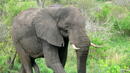 Малтретиране на слон вкара собственик на цирк в съда