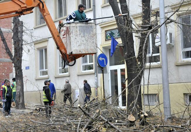 Опасни дървета и клони бяха отстранени в Хасково