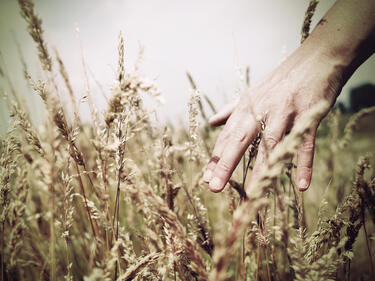 Пшеницата в Добричко поникна