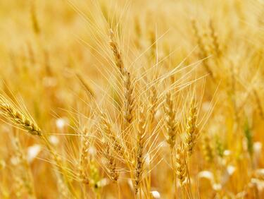 Пшеница, която издържа на студ и лоши почви