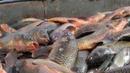 Свещеник купи и раздаде 100 килограма риба в Кърджали