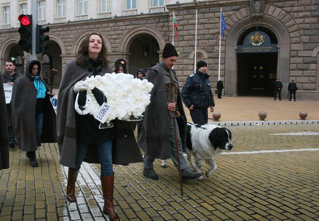 Овцата Бойка водеше протеста