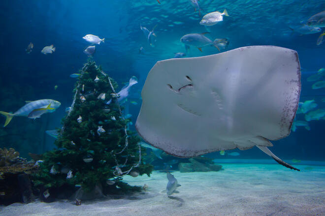 В Будапеща пък Дядо Коледа поплува сред акули и рибки, облечен във водолазен костюм на Дядо Коледа